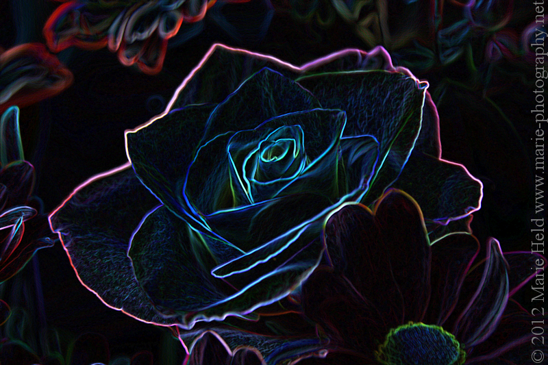 Fluorescent rose.