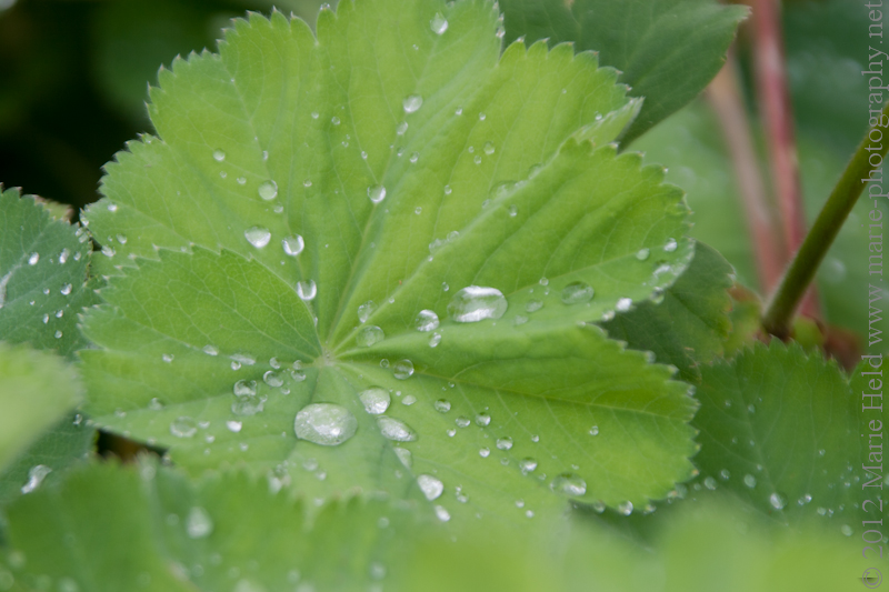 Raindrops on a green leaf in Royal Botanic Garden.
