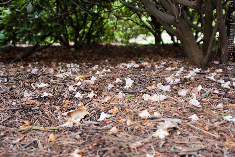 Royal Botanic Garden.