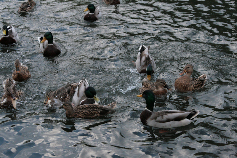 Greedy ducks fighting for bread.