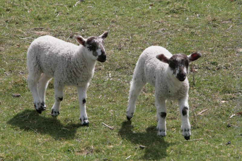 Spring lambs exploring their surroundings.