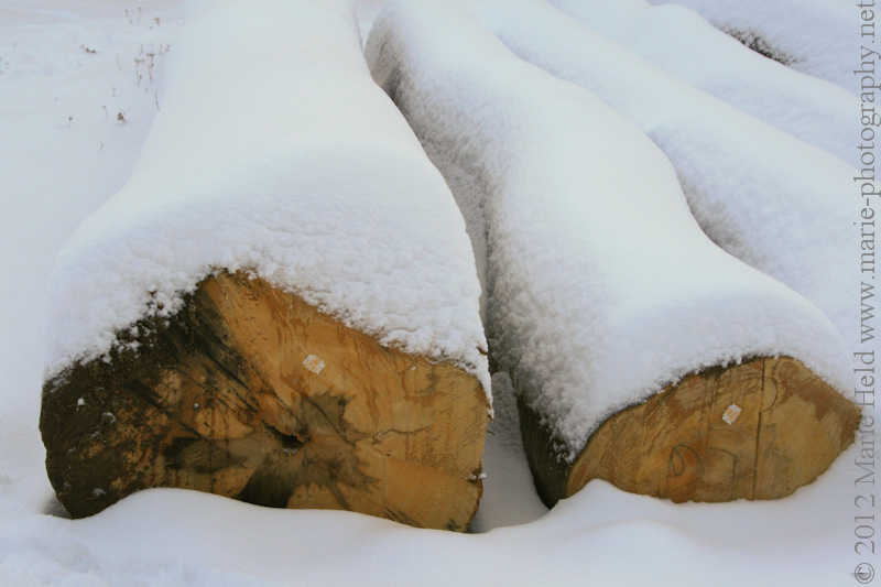 Tree trunks covered in a blanket of snow near Steigerthal.