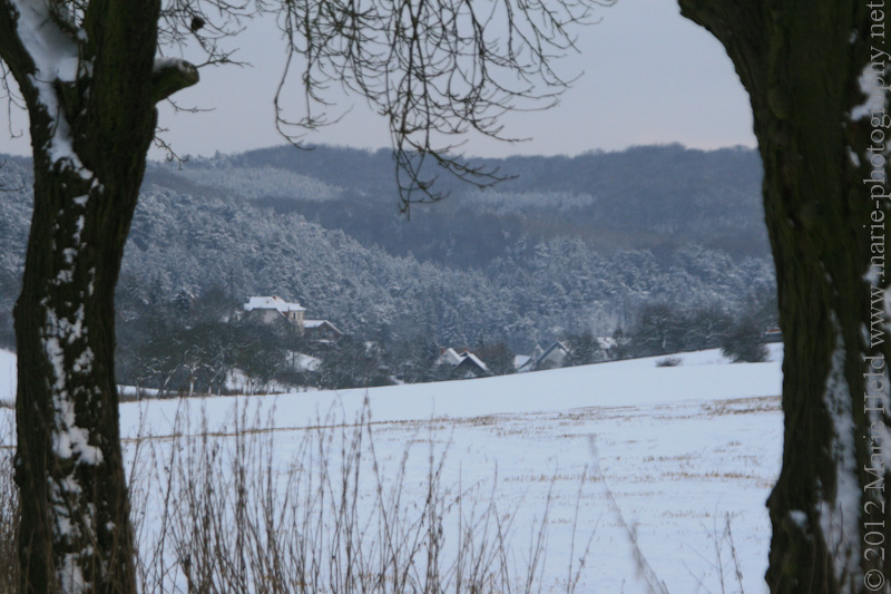 Sleepy village Steigerthal in the snow viewed from a nearby field path lined by apply trees. 