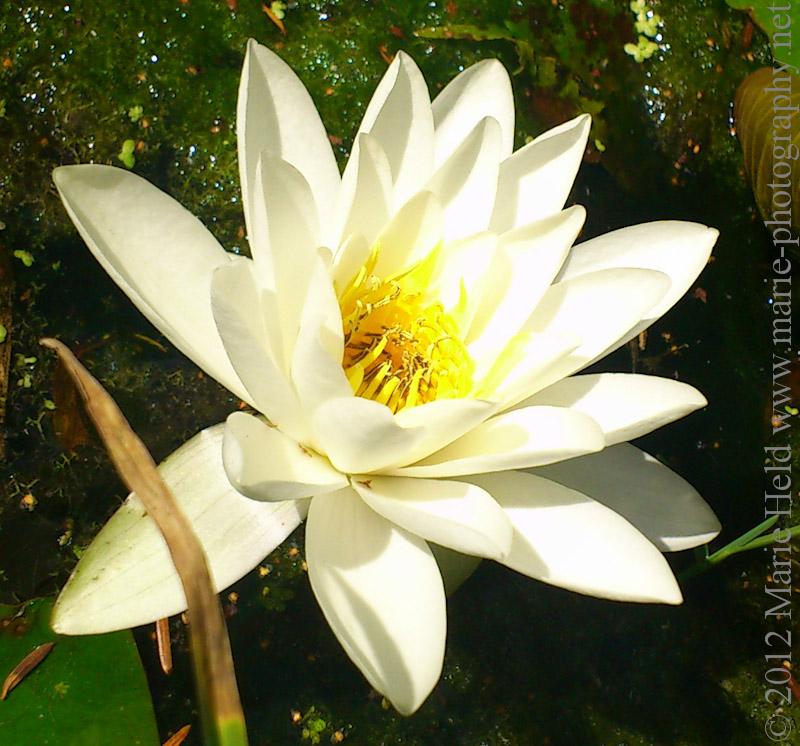 Water Lily in pond.