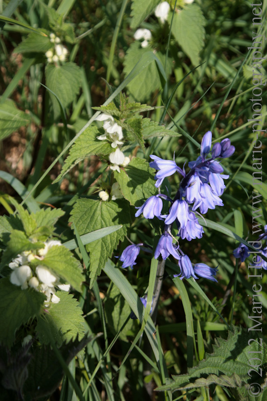 Who says ebony and ivory? Bluebells and nettles together in perfect harmony.