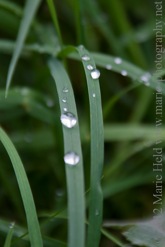 Raindrops on a blade of grass.