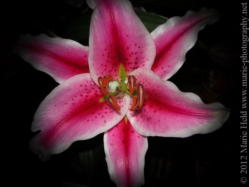 Pink lilly.