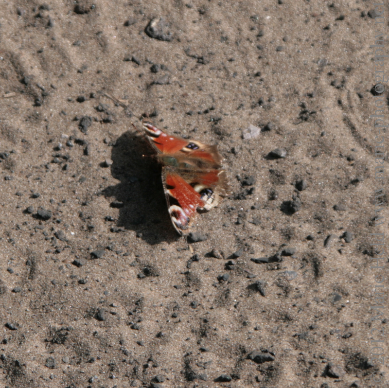 A peacock butterfly daringly sunbathing on a sandy path. 
