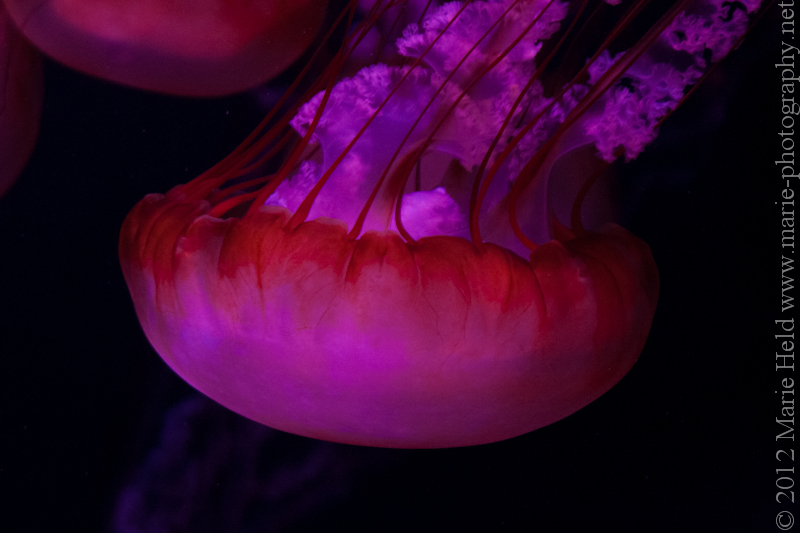 Jellyfish in detail.