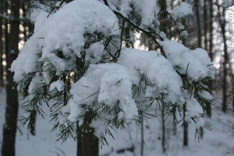 Pine branch bowing under the load of a thick cover of snow.