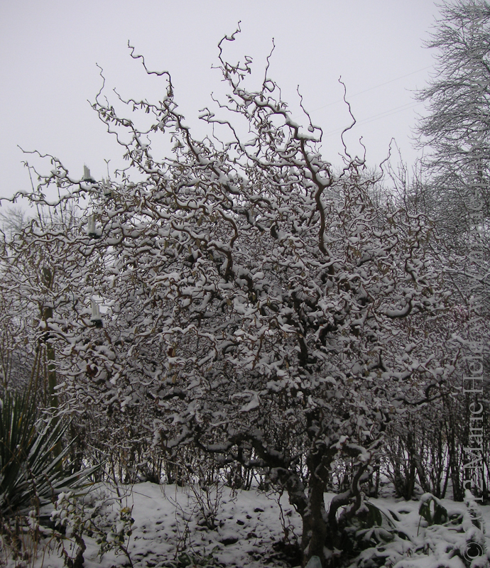 Corkscrew hazel covered in snow.