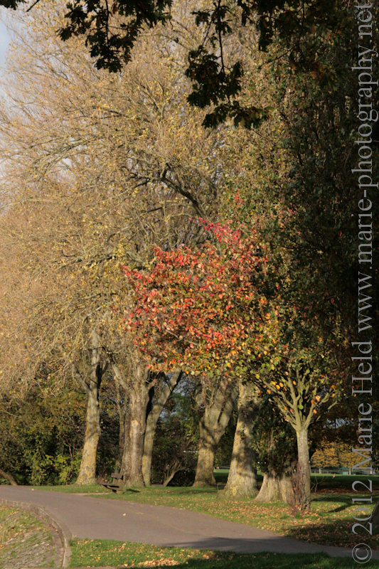 A spot of colour splashed in a sea of  beige.