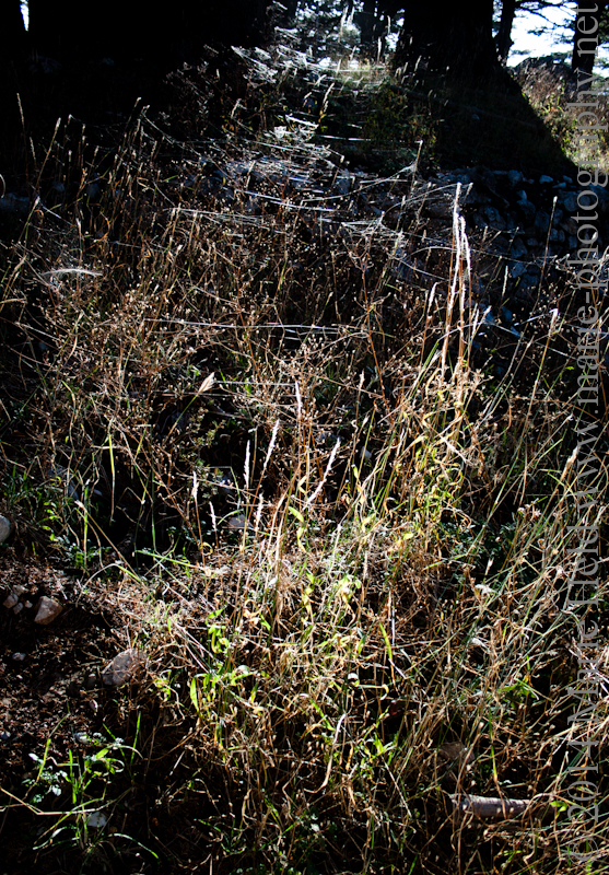Grassy spider web assembly.