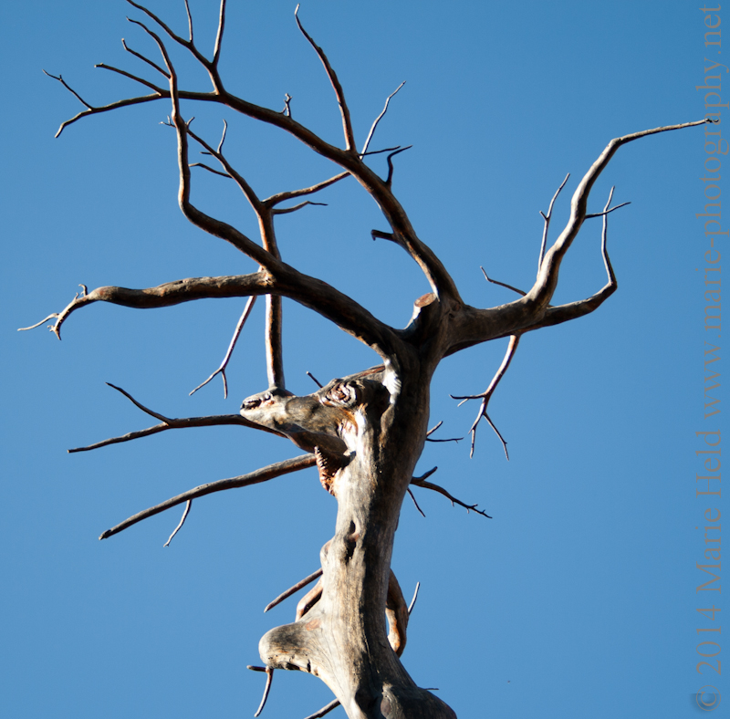 Tree art at the cedars.